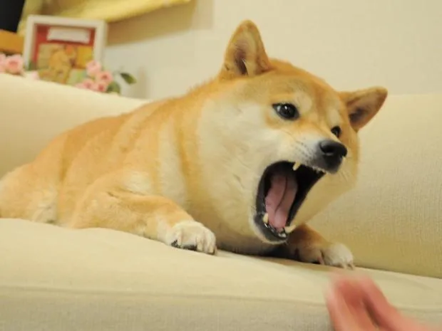 ANGRY DOGE 