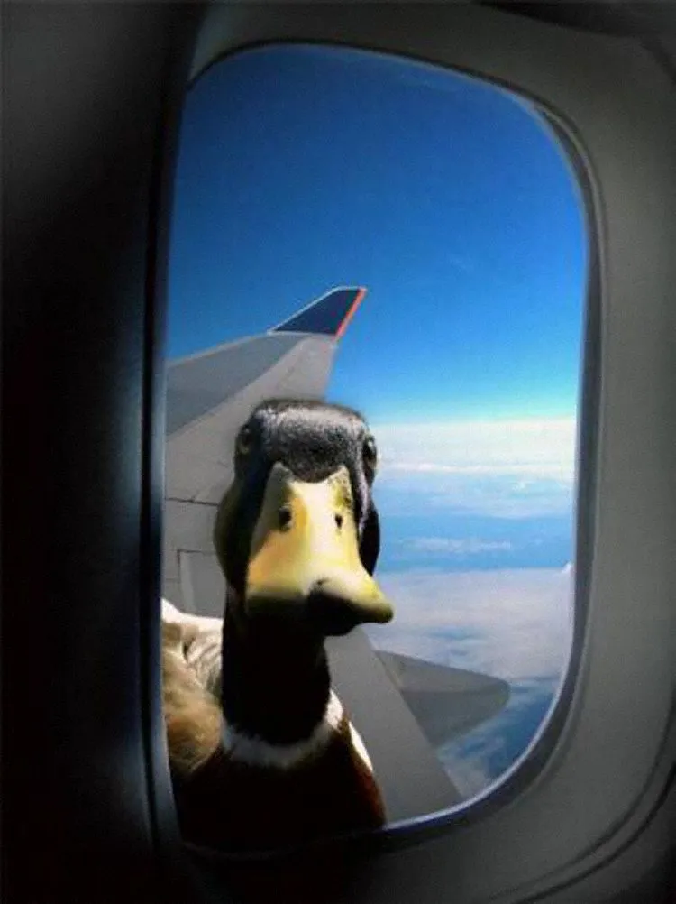Airplane Duck 