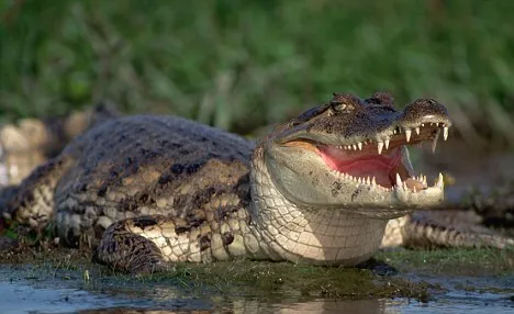 Alligator 