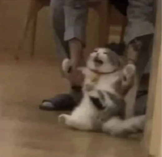 Angry Cat Being Dragged Away 