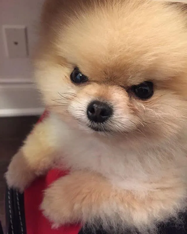 Angry Pomeranian 