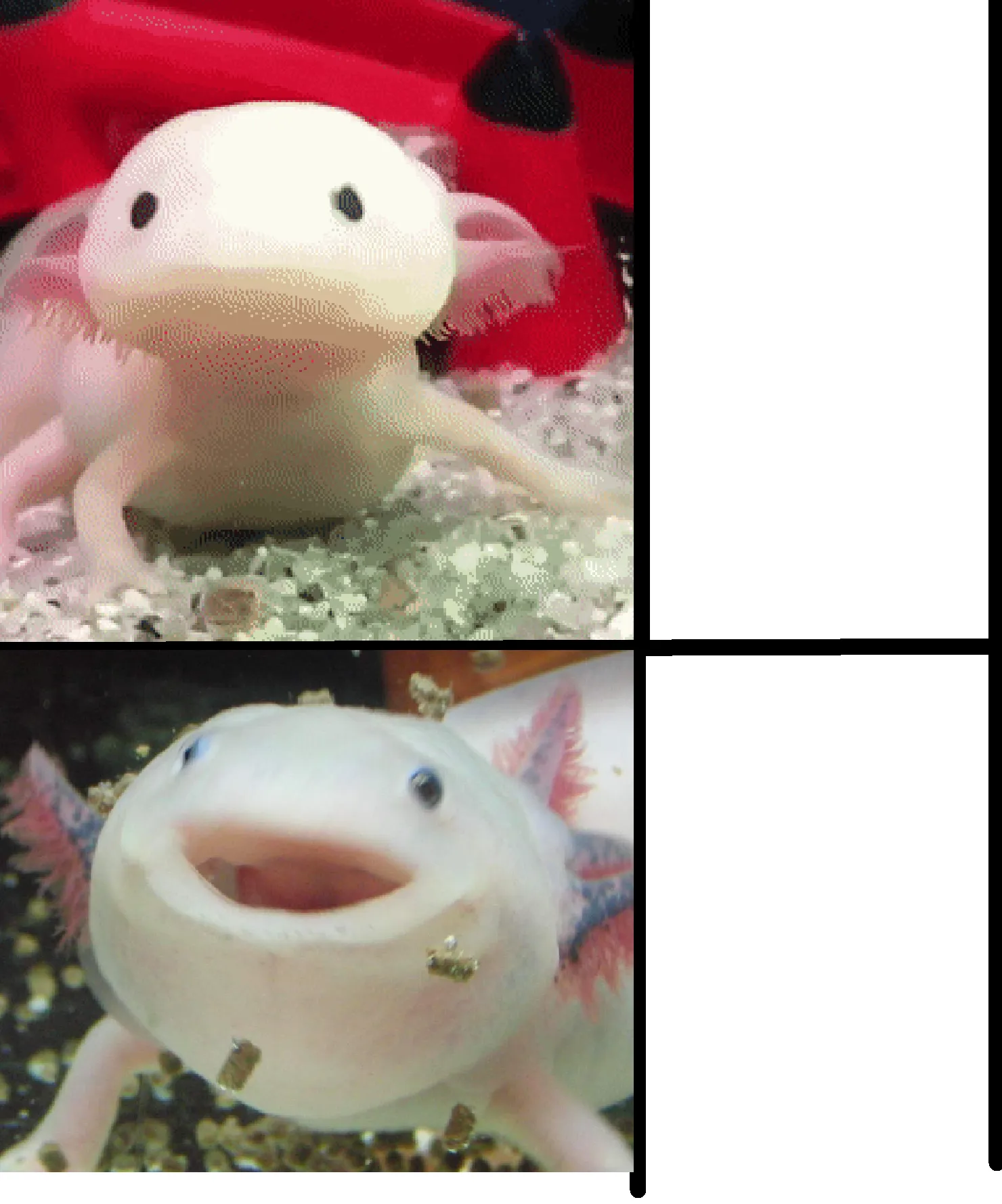 Annoyed Axolotl 