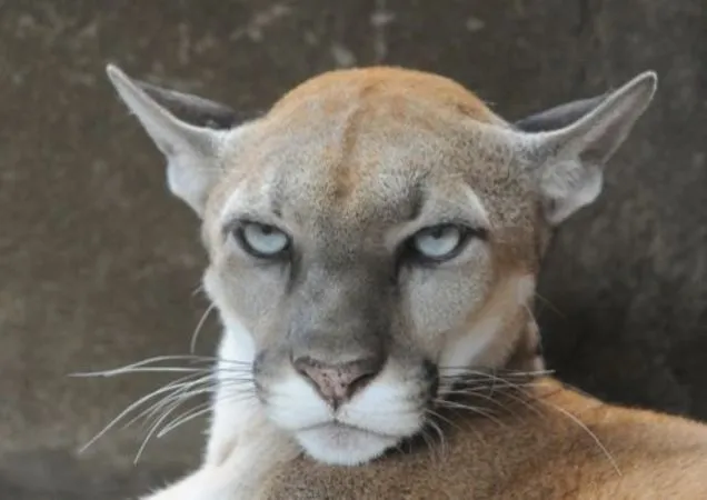 Annoyed Puma 