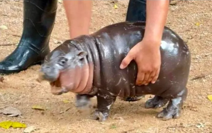 Baby Hippo Yoink