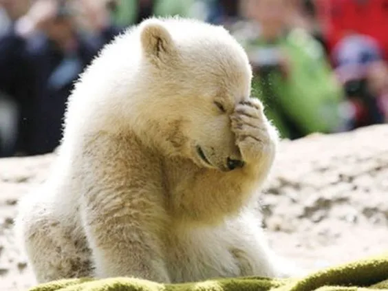 Baby Polar Bear Facepalm 