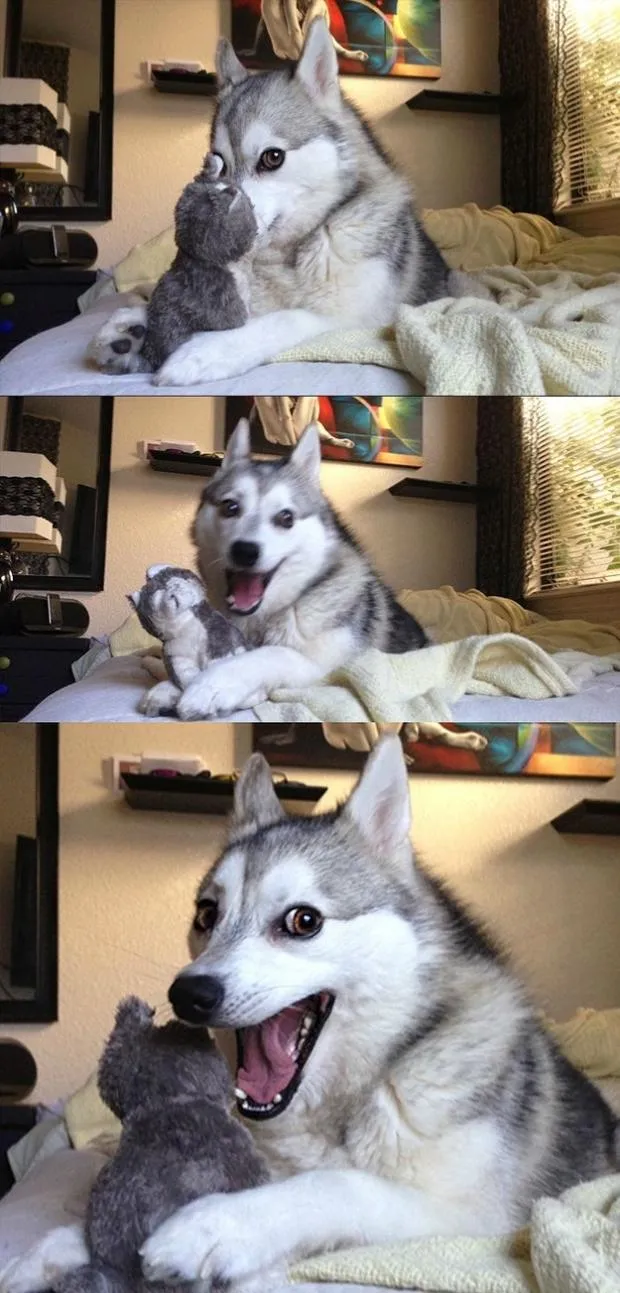 Bad Joke Dog 