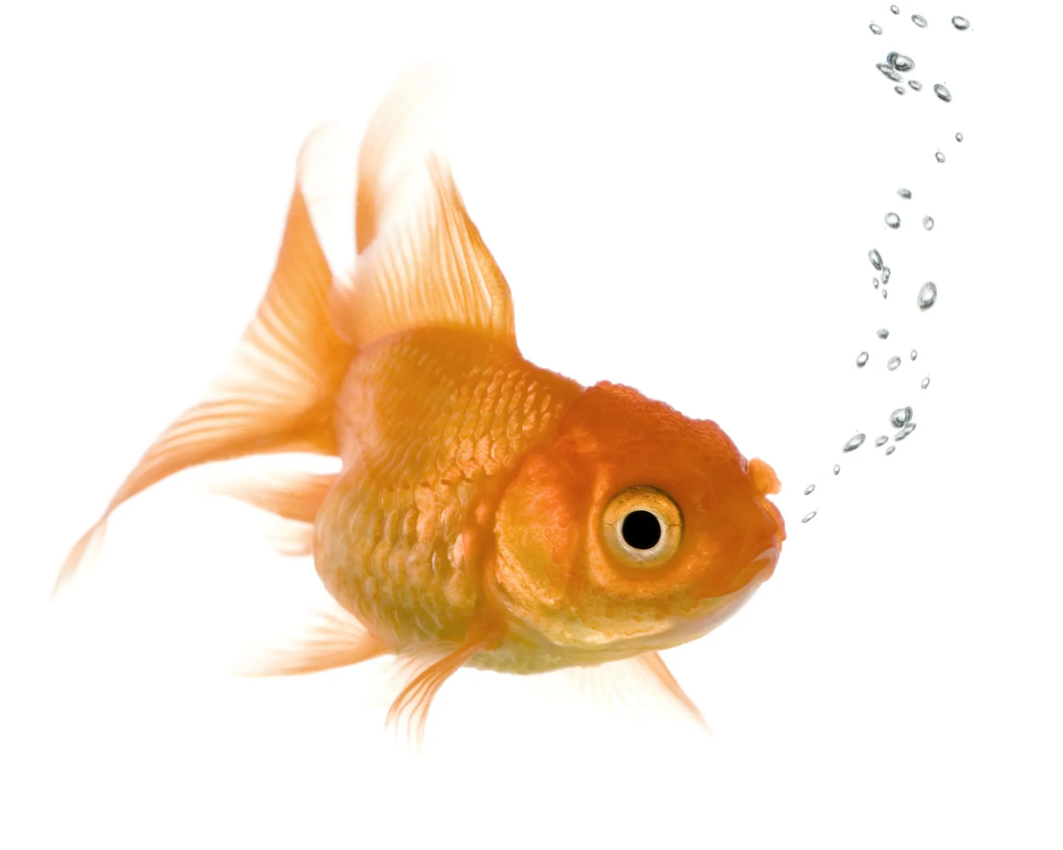 Bad Memory Goldfish 