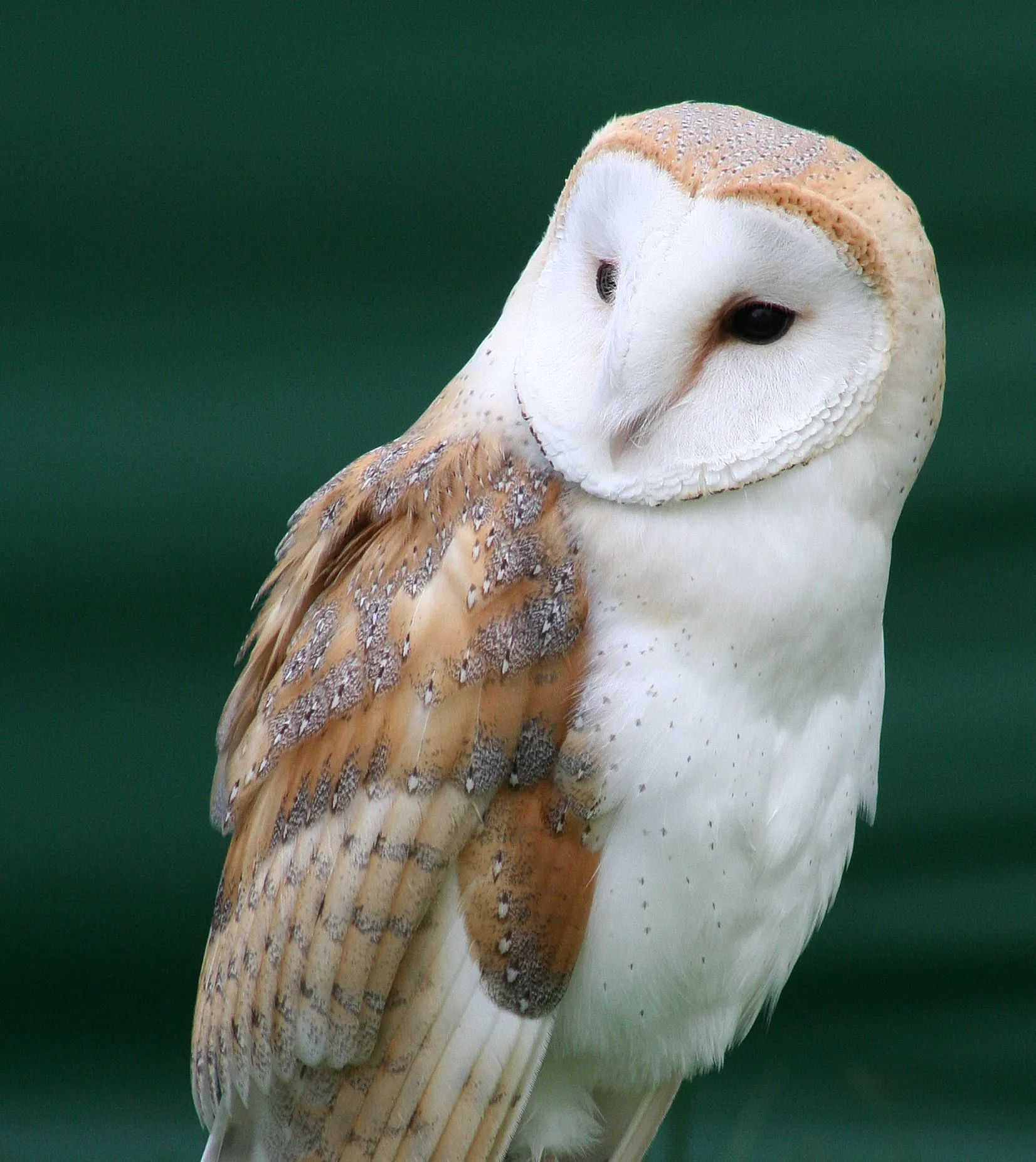 Barn Owl 