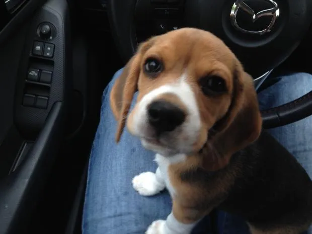 Beagle puppy 