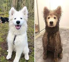 Before and After Clean vs Dirty dog 