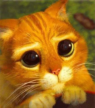 Beggin Puss 