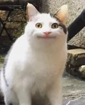 Beluga cat sus 
