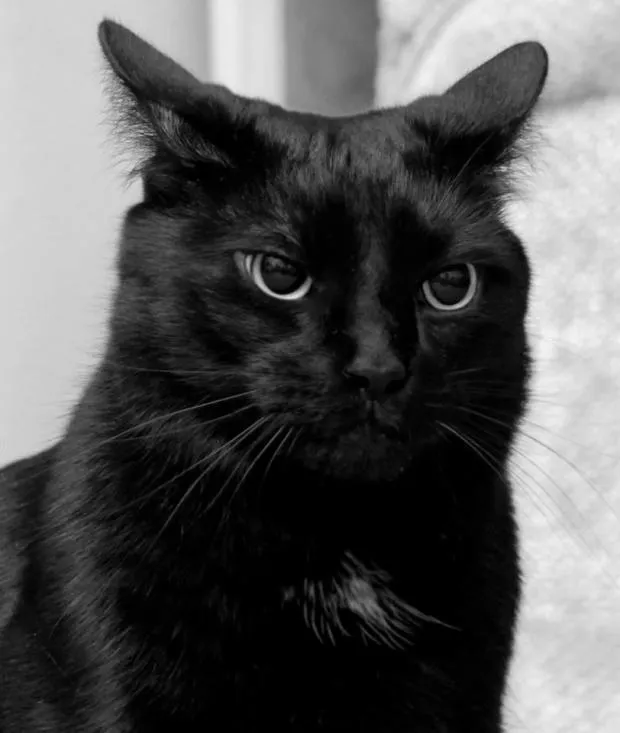 Black cat pissed 