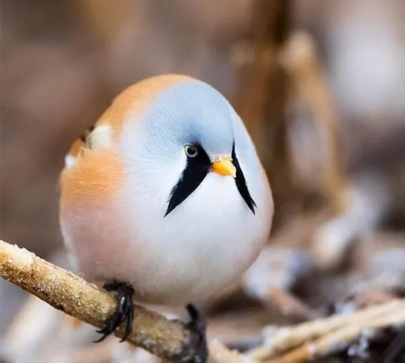 Borb 