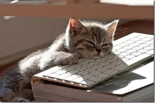 Bored Keyboard Cat 