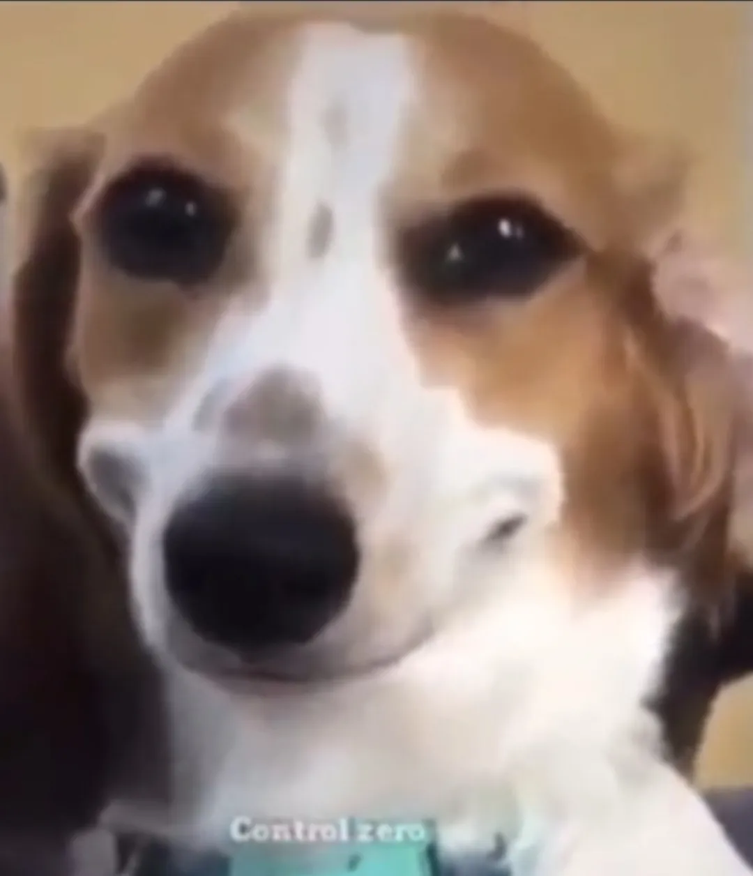 Bttb dog 