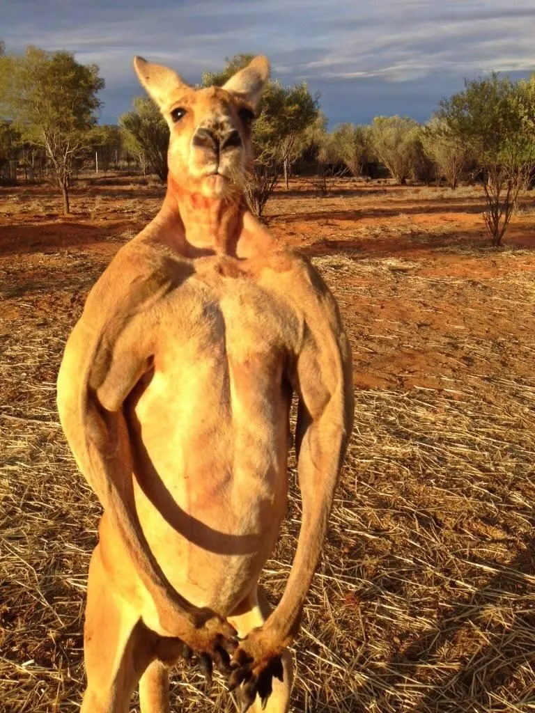 Buff Kangaroo 