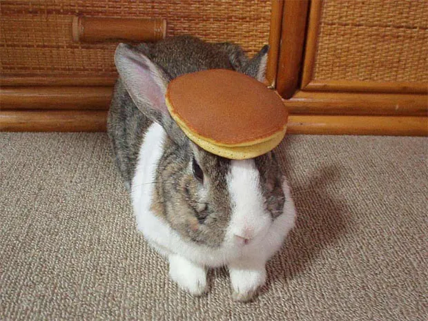Bunny Pancake 