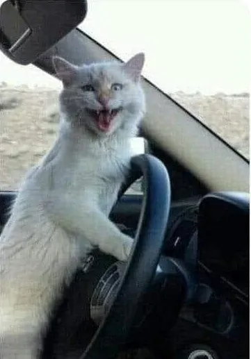 CRAZY CAT DRIVES CAR, LAUGHING CAT IN CAR 