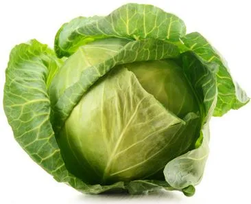 Cabbage 