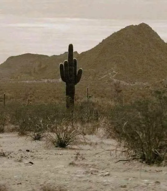 Cactus finger 