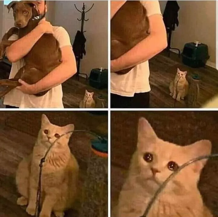 Cat Left Out Crying 