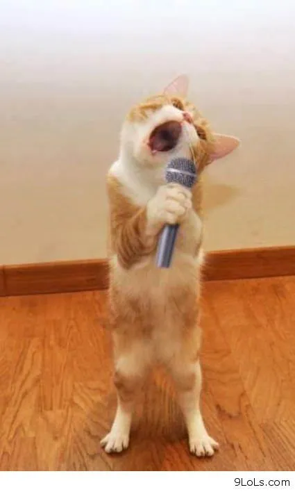 Cat Singer 