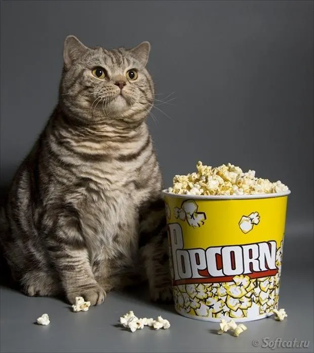 Cat eating popcorn 