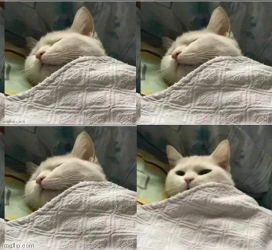 Cat sleeping uder blanket blank 