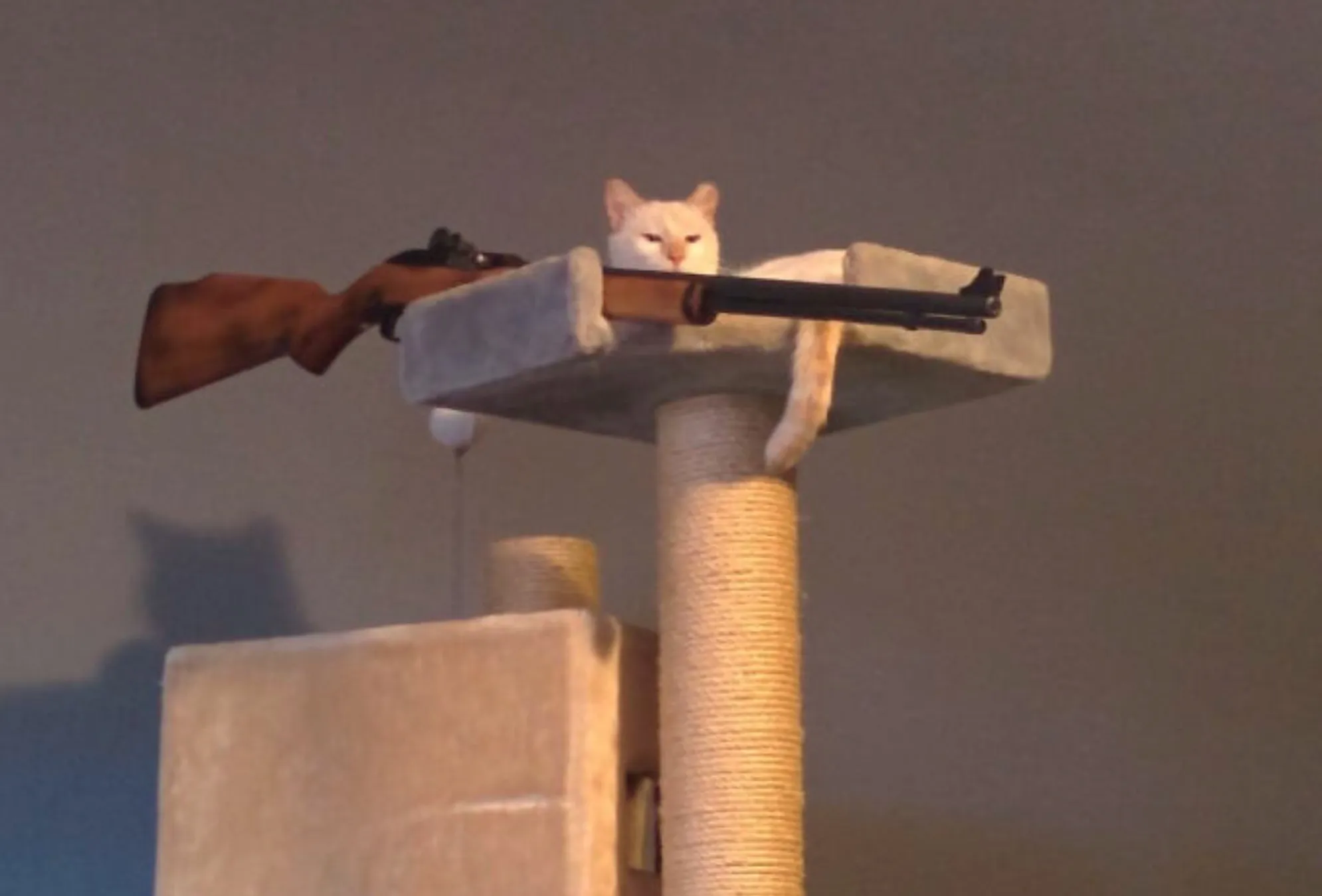 Cat with gun 