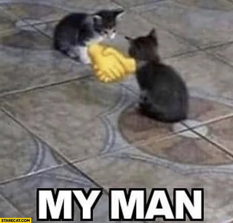 Cats shaking hands 