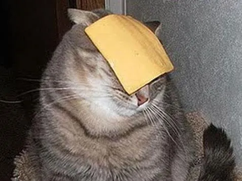 Cats with cheese 