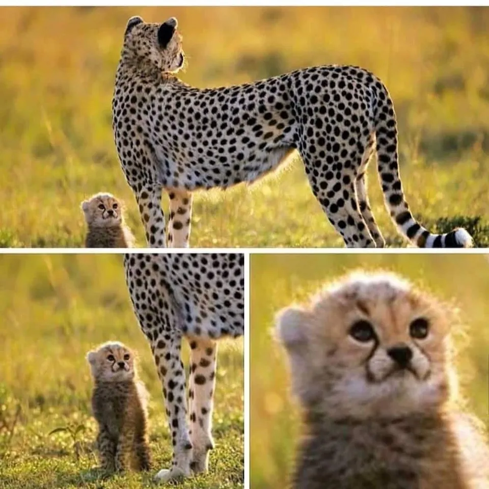 Cheetah Mom with Scared Cub 