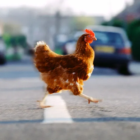 Chicken crossing the road 