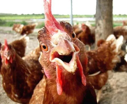 Chicken 