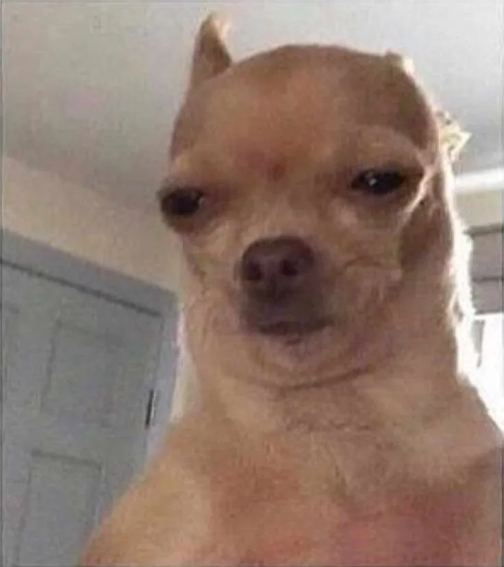 Chihuahua Meme Face 