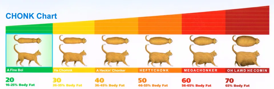 Chonk Chart 