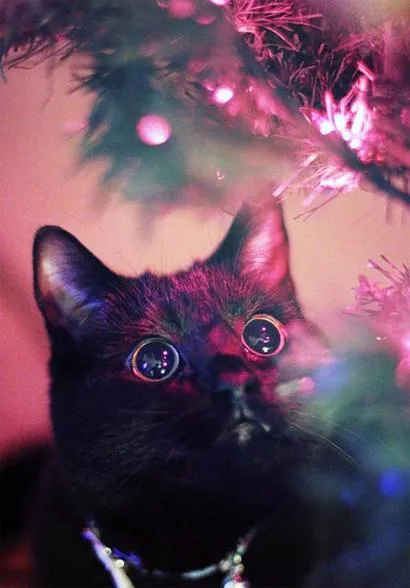 Christmas Cat 