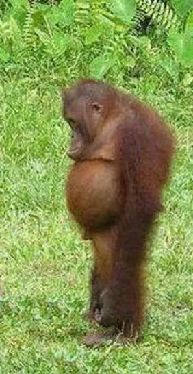 Chubby orangutan 
