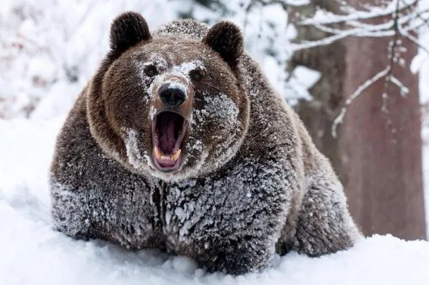 Cocaine bear 