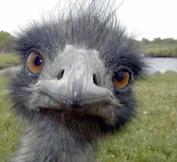 Cold Stare of Ostrich 
