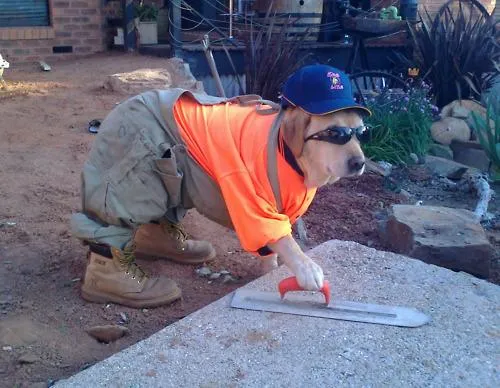 Construction dog 