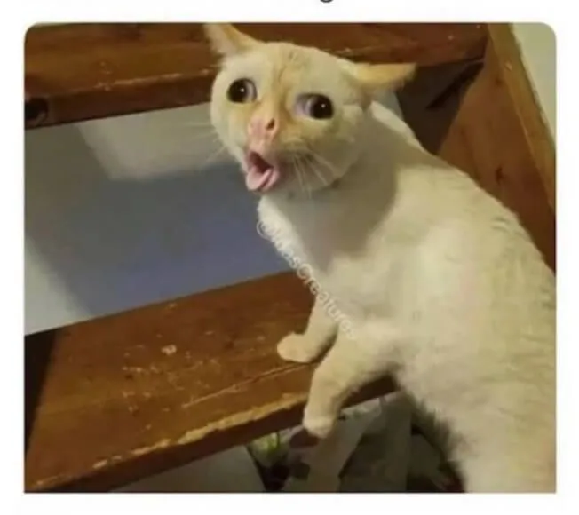 Coughing Cat 