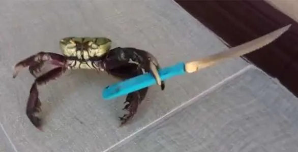 Crab with Knife 