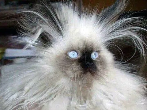 Crazy Hair Cat 