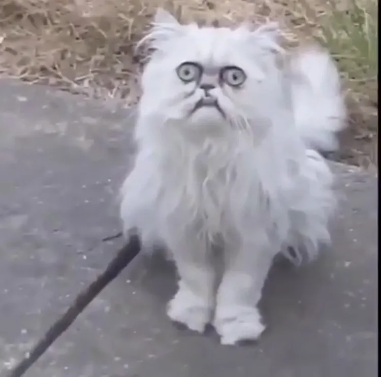 Creepy Cat 