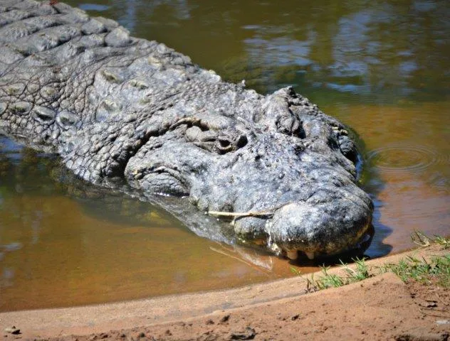 Crocodile 
