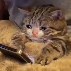 Crying cat on phone 
