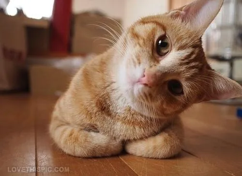 Curious Question Cat 