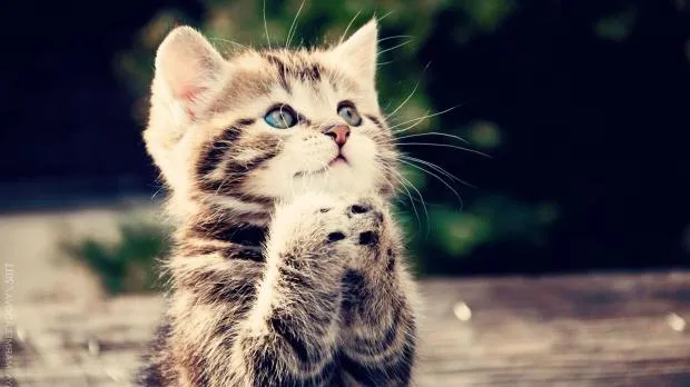 Cute Cat Praying 